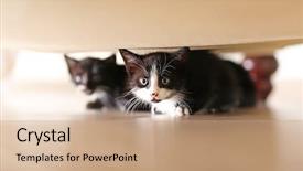  Presentation with cats - Amazing presentation having abred - cute small cats under couch backdrop and a coral colored foreground