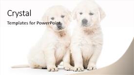  Presentation with golden - Presentation theme having abred - cute two golden retriever puppies background and a pink colored foreground