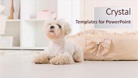  Presentation with anime cute japan cosplay - Presentation design having abred - cute young maltese laying near background and a lemonade colored foreground