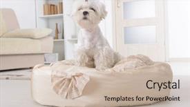  Presentation with bed - Theme consisting of abred - cute young maltese sitting background and a mint green colored foreground