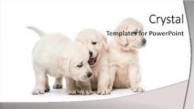  Presentation with behaviour - PPT theme featuring abred - emotional behaviour of golden retriever background and a white colored foreground