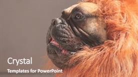  Presentation with filter - PPT theme with abred - large bull mastiff boxer background and a coral colored foreground