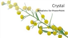  Presentation with absinthium - Cool new slides with absinthium artemisia absinthium backdrop and a white colored foreground