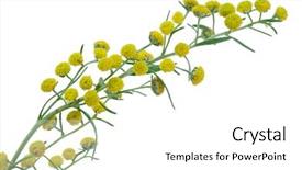  Presentation with absinthium - Theme enhanced with absinthium artemisia absinthium background and a white colored foreground