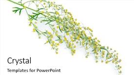  Presentation with absinthium - Amazing PPT layouts having absinthium artemisia absinthium backdrop and a white colored foreground