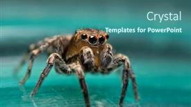  Presentation with spider - Beautiful slides featuring absolutely-adorable-tiny-little-naphrys backdrop and a ocean colored foreground