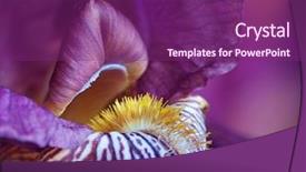  Presentation with iris - PPT theme consisting of abstact design - macro shot of a purple background and a violet colored foreground