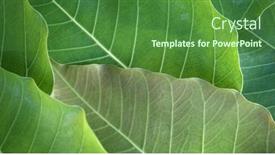  Presentation with bodhi tree - Slide deck with abstact-background-of-bodhi background and a forest green colored foreground