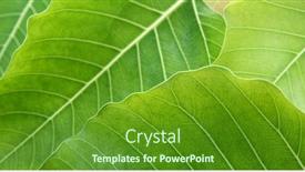  Presentation with bodhi tree - Slides featuring abstact-background-of-bodhi background and a tawny brown colored foreground