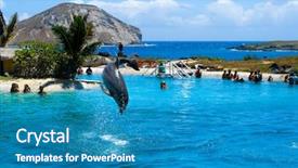  Presentation with dolphin - Presentation theme enhanced with abstract adolescence - dolphin jumping in the pool background and a teal colored foreground