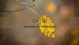  Presentation with alone - Cool new slide set with abstract alone autumn leaf on twig backdrop and a coral colored foreground