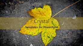  Presentation with maple leaf - Beautiful slides featuring abstract-alone-autumn-maple-leaf backdrop and a gold colored foreground