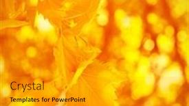  Presentation with abstract leaves - 