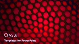  Presentation with insect - Colorful PPT theme enhanced with abstract-background-from-an-insect backdrop and a wine colored foreground