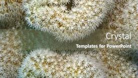  Presentation with coral - Presentation theme having abstract background from mushroom leather coral sarcophyton trocheliophorum close up background and a coral colored foreground