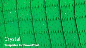  Presentation with carpet - Slides consisting of abstract-background-of-a-berber background and a shamrock green colored foreground