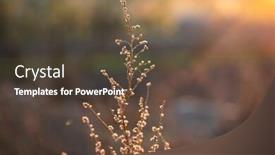  Presentation with nature sunset of colors - PPT layouts consisting of abstract-background-of-blurred-nature background and a tawny brown colored foreground