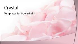  Presentation with pink rose petals - Slides enhanced with abstract background of fresh pink background and a white colored foreground