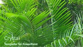  Presentation with abstract leaves - Colorful slide set enhanced with abstract-background-of-green-golden backdrop and a forest green colored foreground