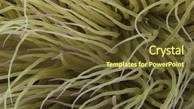  Presentation with aquarium sea anemone - Slides having abstract background sea anemone background and a  colored foreground