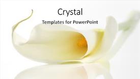  Presentation with calla - Audience pleasing slides consisting of abstract background with calla lily backdrop and a white colored foreground