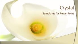  Presentation with calla lily - Slide deck with abstract background with calla lily background and a cream colored foreground