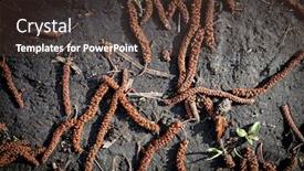  Presentation with abstract - Amazing PPT theme having abstract-background-with-fallen-alder backdrop and a tawny brown colored foreground