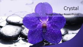  Presentation with zen - Presentation theme enhanced with abstract background with zen stones and macro of blue orchid background and a light blue colored foreground
