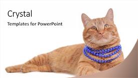  Presentation with cat - Colorful slides enhanced with 3d digital render of a dragon skeleton isolated on white background backdrop and a white colored foreground