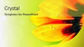  Presentation with floral abstract - Slides enhanced with abstract beautiful flower colorful floral background and a yellow colored foreground