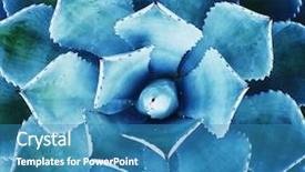  Presentation with lemongrass herb plant fresh leaves - Presentation theme enhanced with vertical blue - agave plant leaves background and a teal colored foreground