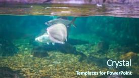  Presentation with fishes - Slide set enhanced with orenge - abstract blur of fishes background and a ocean colored foreground