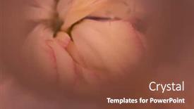  Presentation with floral abstract - Beautiful theme featuring abstract-blurry-floral-nature-background backdrop and a tawny brown colored foreground