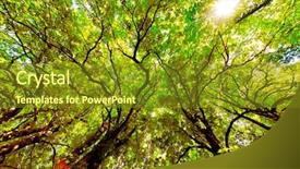  Presentation with orange abstract - Presentation theme featuring abstract brown orange - tree canopy background and a tawny brown colored foreground