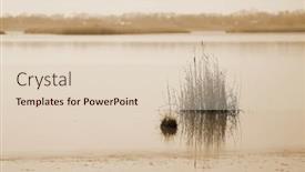  Presentation with calm abstract - Presentation design enhanced with abstract-bush-of-reeds background and a lemonade colored foreground