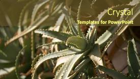  Presentation with atmosphere - Presentation theme enhanced with abstract-cactus-background-exotic-atmosphere background and a tawny brown colored foreground