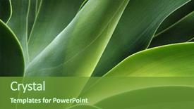  Presentation with cactus - Cool new PPT theme with abstract cactus plant backdrop and a tawny brown colored foreground