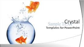  Presentation with goldfish jumping out - Colorful theme enhanced with blue gold abstract - goldfish jumping out of aquarium backdrop and a white colored foreground