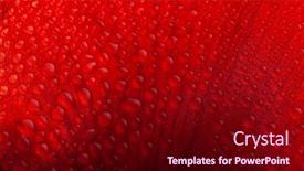  Presentation with merry christmas - Slide set with abstract-close-up-nature-texture background and a wine colored foreground