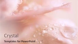  Presentation with abstract water drops - Presentation theme consisting of abstract-close-up-of-pink background and a coral colored foreground