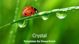 Presentation with dew drop - Colorful slides enhanced with abstract close up water drop - fresh morning dew and ladybird backdrop and a forest green colored foreground