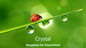  Presentation with dew - Cool new theme with abstract close up water drop - fresh morning dew and ladybird backdrop and a forest green colored foreground
