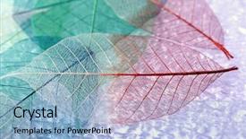  Presentation with abstract leaves - Slide deck featuring abstract colorful skeleton leaves background background and a light blue colored foreground