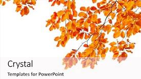  Presentation with yellow - Slide deck enhanced with abstract colorful tree - yellow leaf background close up background and a white colored foreground