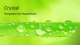  Presentation with green and purple mardi gras - Cool new slide deck with abstract colorfull - waterdrops on green grass shallow backdrop and a  colored foreground