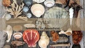  Presentation with seaweed - Presentation theme with abstract-composition-of-seashells-driftwood background and a coral colored foreground