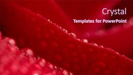  Presentation with dew - Presentation theme having abstract-concept-illustrated-by-beautiful background and a crimson colored foreground