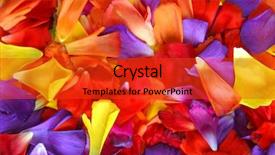  Presentation with colorful flower - Beautiful presentation theme featuring abstract conceptual - background of colorful flower petals backdrop and a  colored foreground