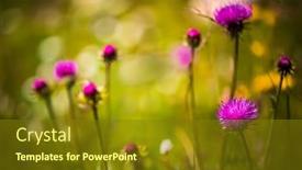  Presentation with milk thistle - Cool new PPT layouts with abstract copy space background of alpine flowers milk thistle in alpine meadows backdrop and a tawny brown colored foreground