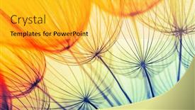  Presentation with soft focus abstract nature - Cool new slides with abstract-dandelion-flower-background-seed backdrop and a yellow colored foreground